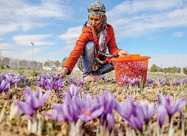 همایش ملی زعفران ۲۳ و ۲۴ آبان ماه در خراسان جنوبی برگزار می‌شود