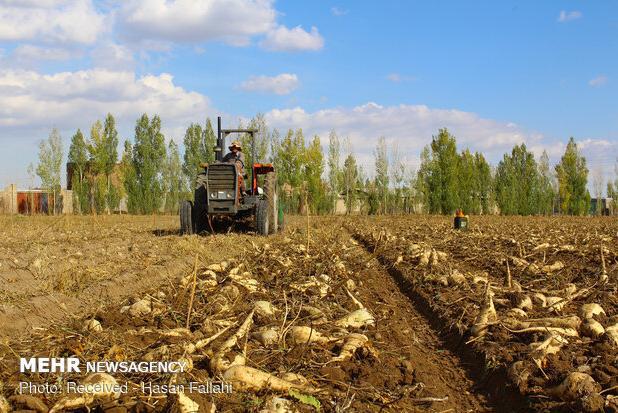 برداشت ۷۰ تن چغندر از مزارع فریدن