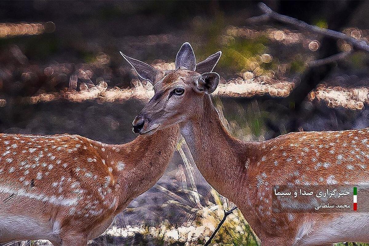 طبیعت چشم‌نواز مازندران در چهار فصل (تصاویر)