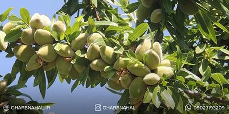 راز خرید و احداث باغ نهال بادام و درآمد میلیاردی فاش شد!