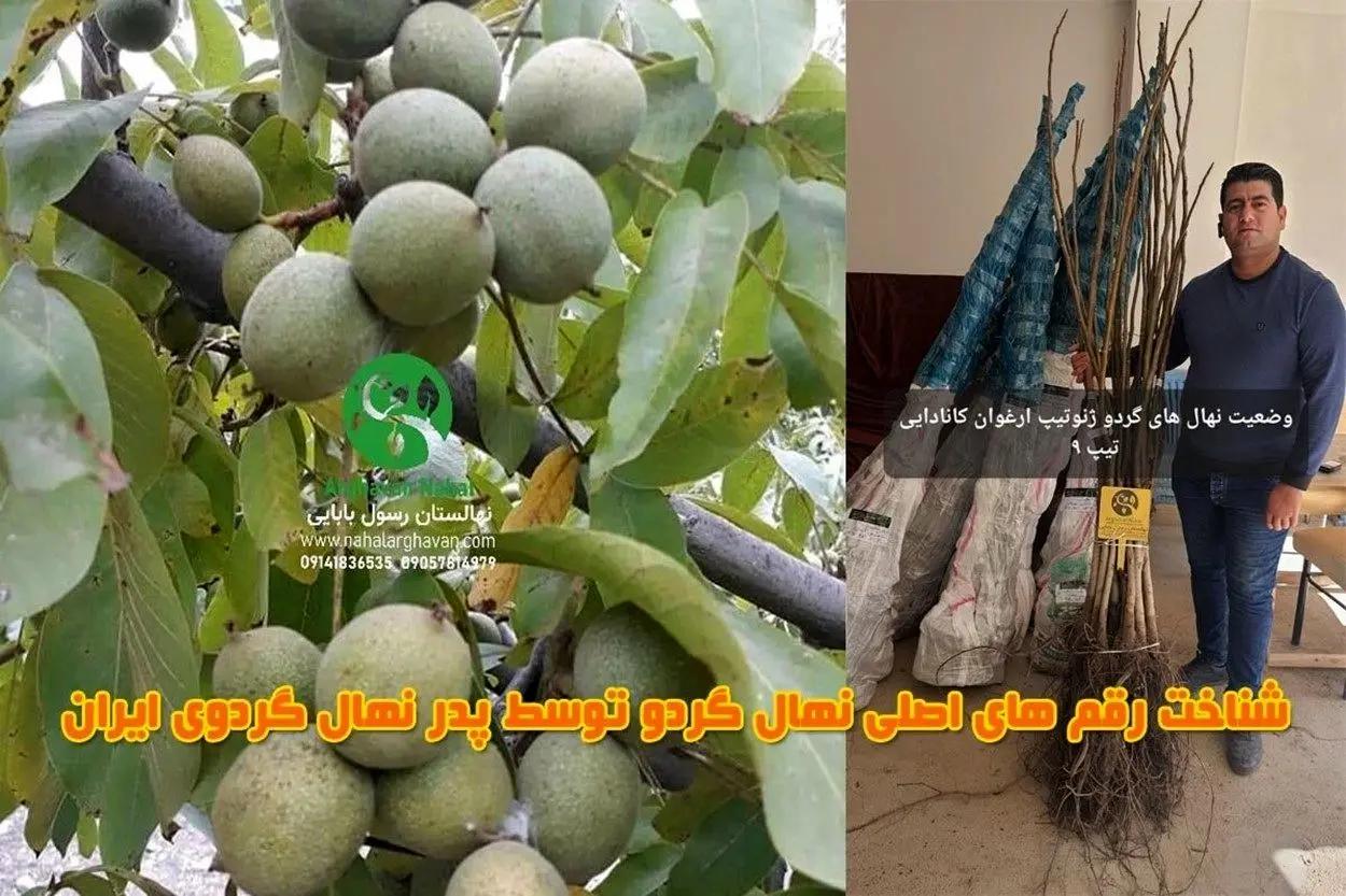 نهال گردو تضمینی با سود میلیاردی