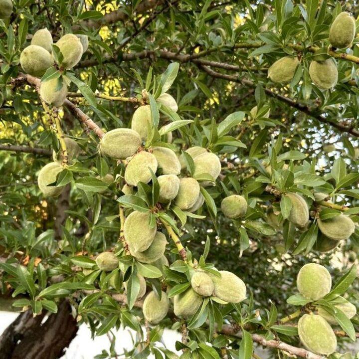 تجربه سرمایه گذاری ماندگار و سودآور با خرید نهال بادام از پویا نهال