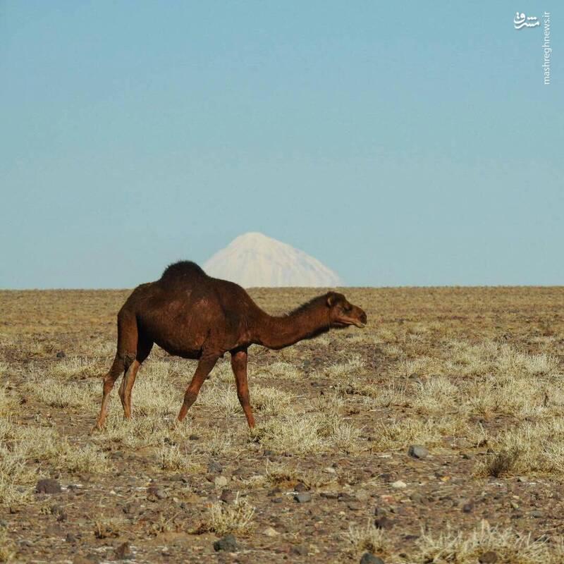 کوه و کوهان؛ خودنمایی قله دماوند از استان قم