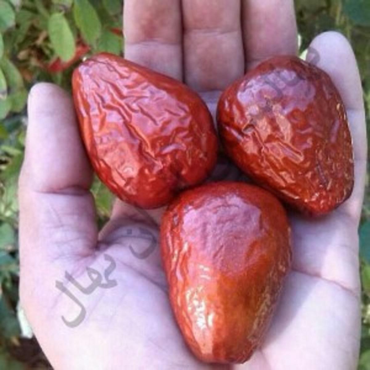 فروش ویژه 6 نهال تجاری اصلاح شده سردسیری و گرمسیری با تضمین باردهی !