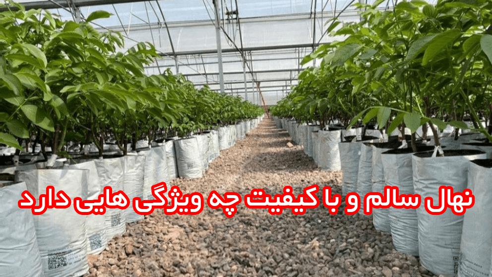 ارائه نهال اصلاح شده به نصف قیمت پارسال