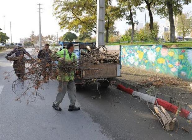 درختان خشک در بوستان‌ها و معابر شهر سنندج قطع می‌شود