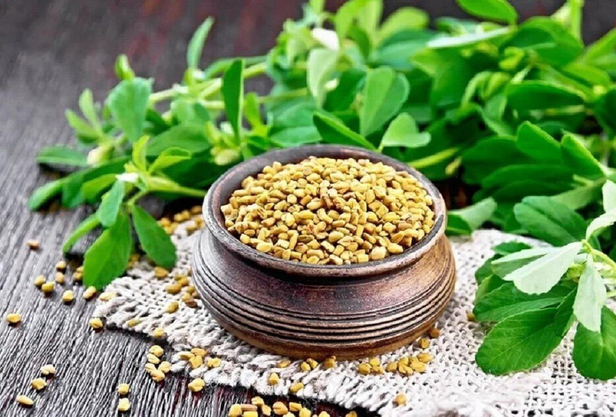 آشنایی با خواص شنبلیله برای بارداری، مو، لاغری و دیابت