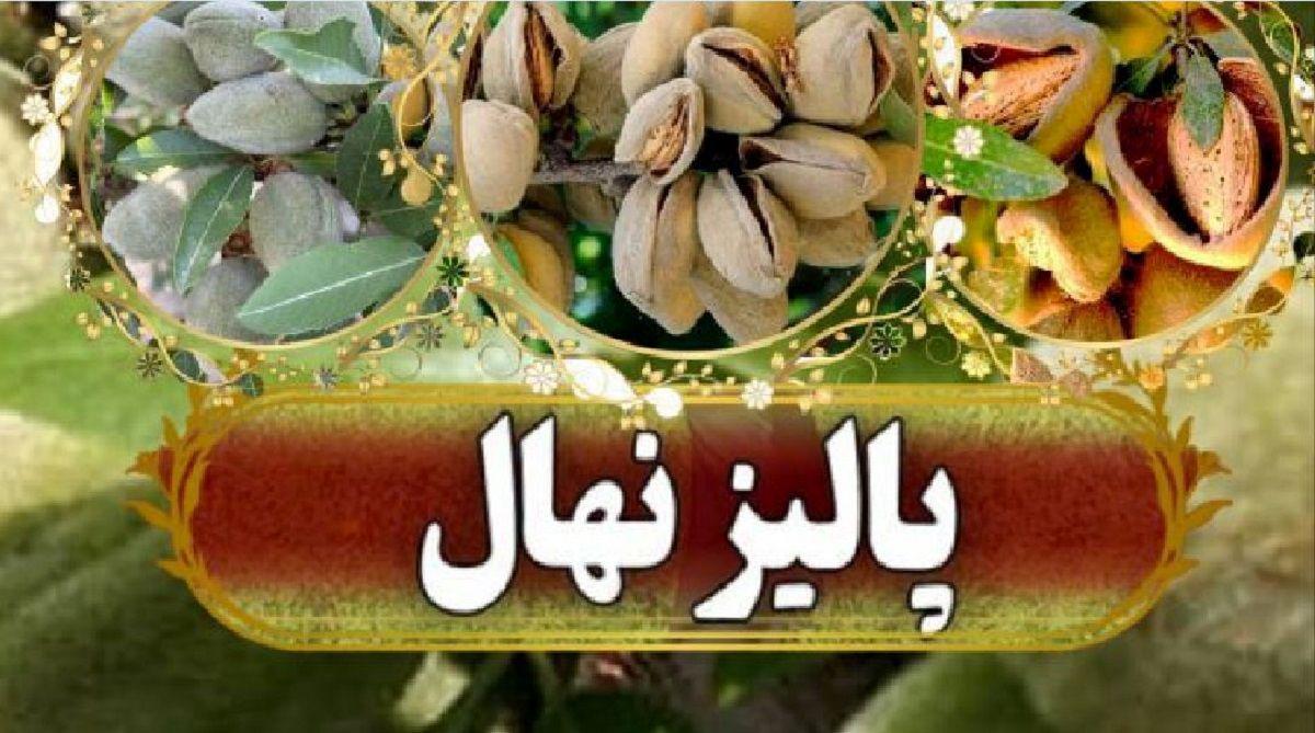 فروش ویژه نهال‌ های پیوندی و اصلاح ‌شده بیش از 2 هزار رقم
  نهال با ارسال یک ‌روزه پالیز نهال