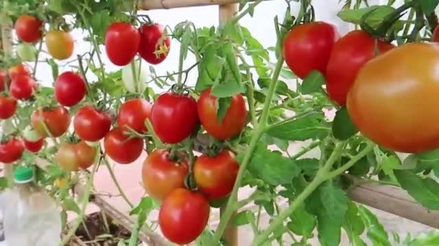 با کمک گونی پلاستیکی در خانه گوجه بکاریم
