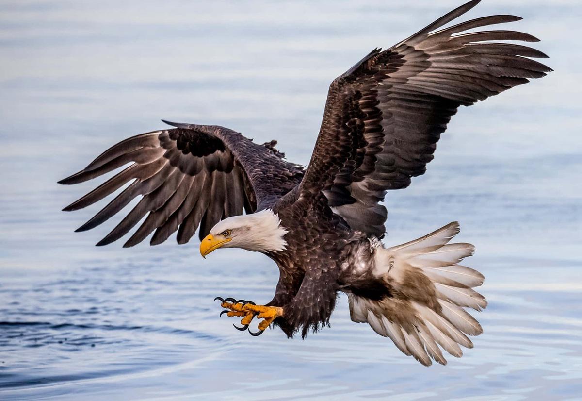 شکار فوق العاده دیدنی عقاب از دریا (فیلم)