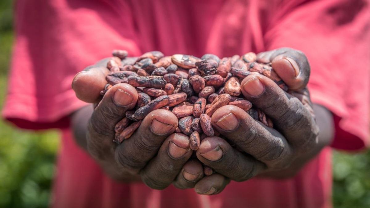 عجله کشاورزان آمریکای لاتین برای گسترش کاشت، در پی افزایش قیمت کاکائو!