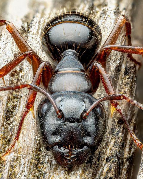 جالب‌ترین عکس از یک مورچه!