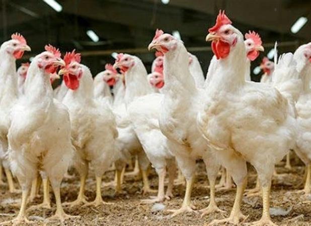 ۱۳ مزرعه غیرفعال تولید مرغ مادر آرین احیا می‌شود