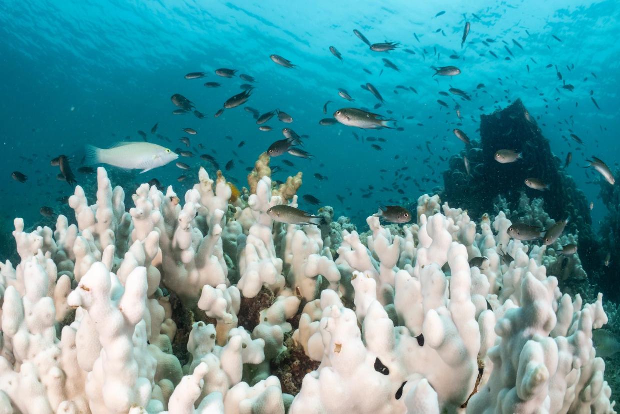 هشدار جهانی با تغییر رنگ صخره های مرجانی اقیانوس ها   خبرگزاری بین المللی