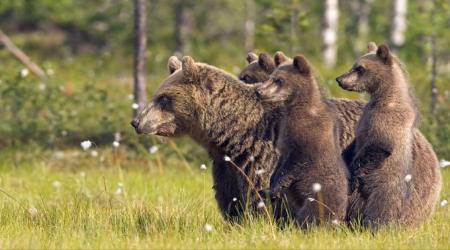 تصویر دیدنی از خرسِ مادر و توله‌هایش