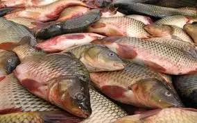 قیمت انواع ماهی امروز شنبه ۶ مرداد ۱۴۰۳+ جدول