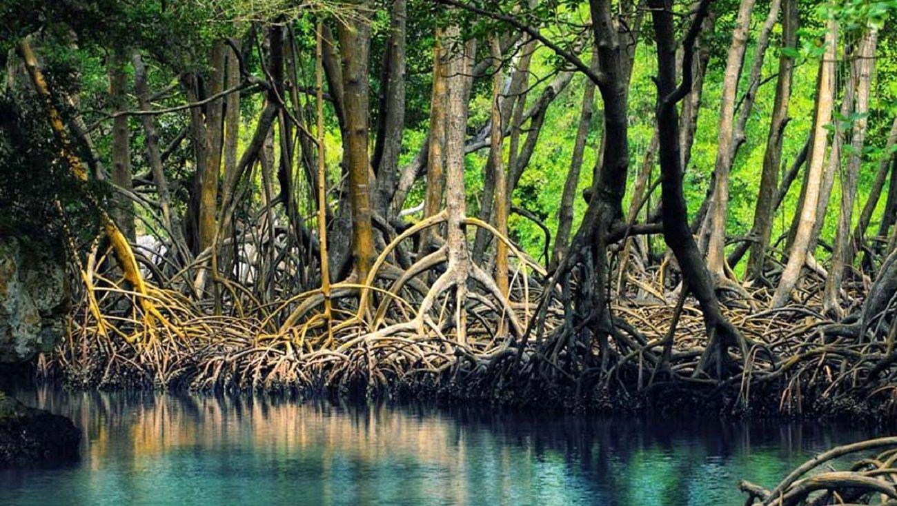 ارزش زیستی جنگل های مانگرو/جنگل‌های مانگرو توان ذخیرۀ کربن آلی را دارند