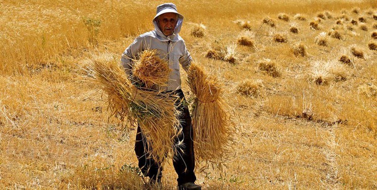 پزشکیان: بدهی گندم‌کاران امروز به حسابشان واریز خواهد شد