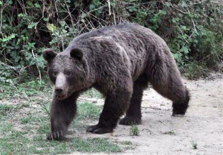 ببینید/ تصاویر دردناک از کشته شدن یک خرس مادر و توله اش در جنگل های مازندران