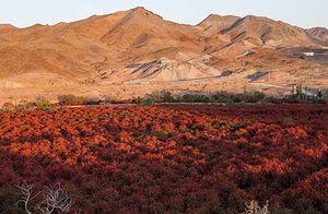 فیلم/ بزرگ‌ترین باغ زرشکی جهان