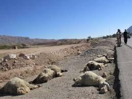 برخورد خودرو با گله گوسفندان در یک روستا   ببینید چه بر سر گوسفندان آمد