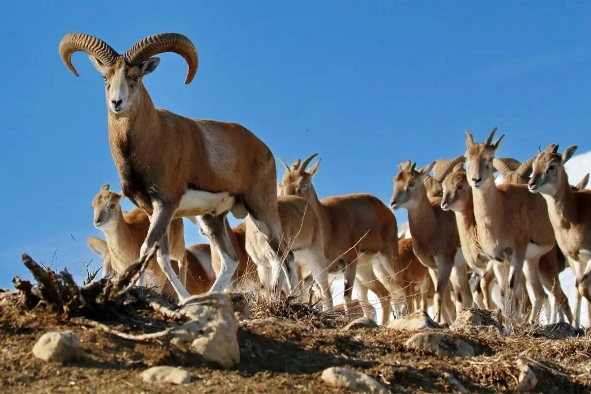 ببینید / گشت و گذار دیدنی گله بز وحشی در ارتفاعات استان قزوین