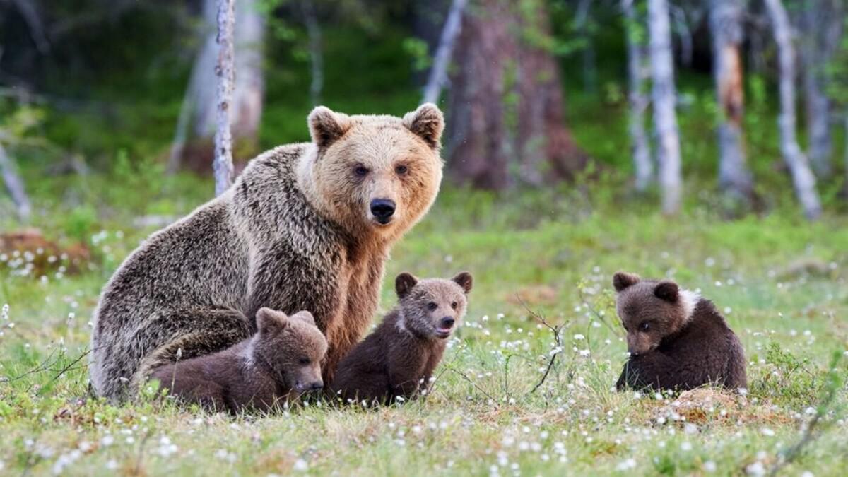 بازگشت خاکستر مادر خرس‌ها به طبیعت؛ هزاران نفر برای مرگ او عزاداری کردند (ویدئو)