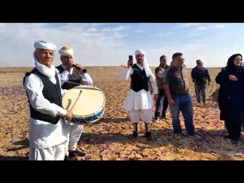 ویدیو  شادمانی مردم زاوه و تربت حیدریه در هنگام برداشت زعفران