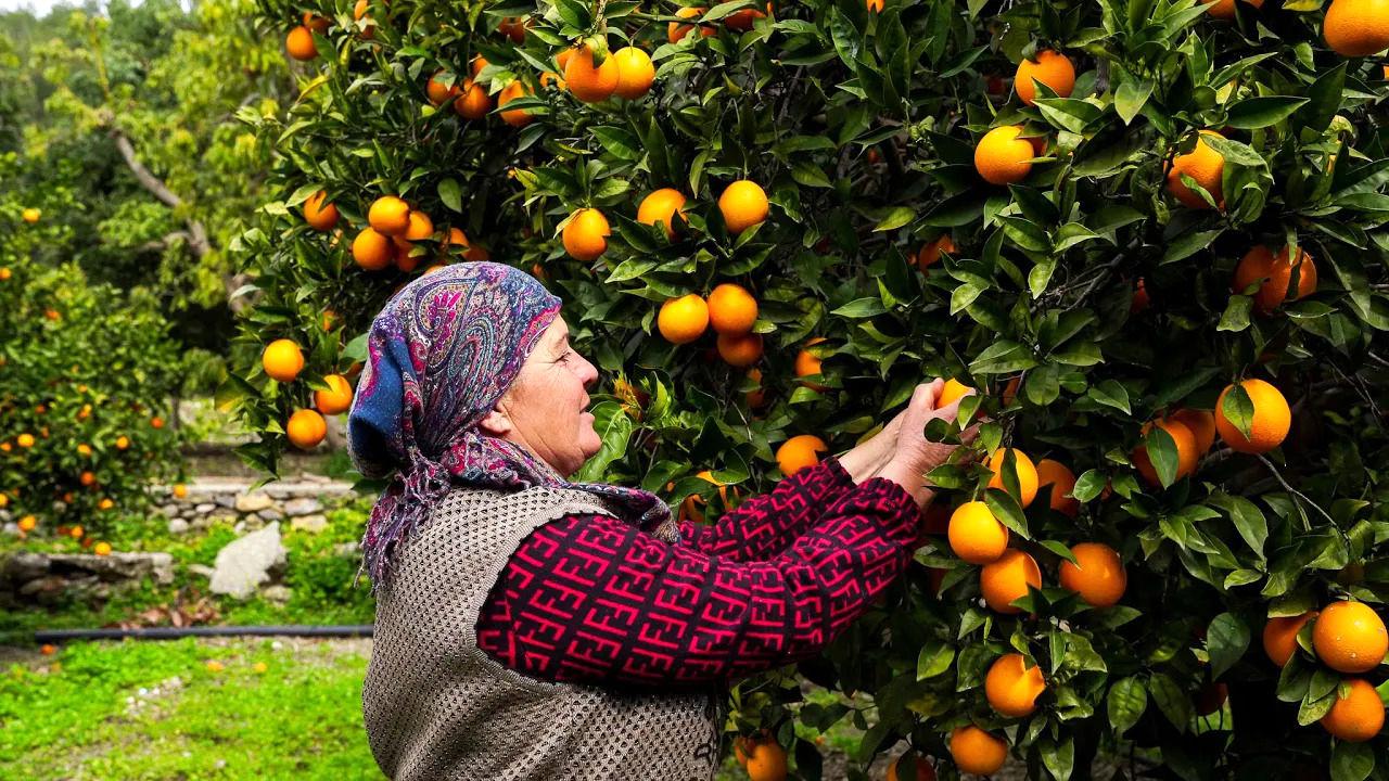 (ویدئو) نحوه پخت یک غذا با ماهی به روش یک بانوی روستایی ترکیه ای