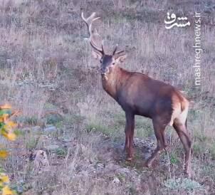 ویدئویی از یک مرال مغلوب اما همچنان با صلابت