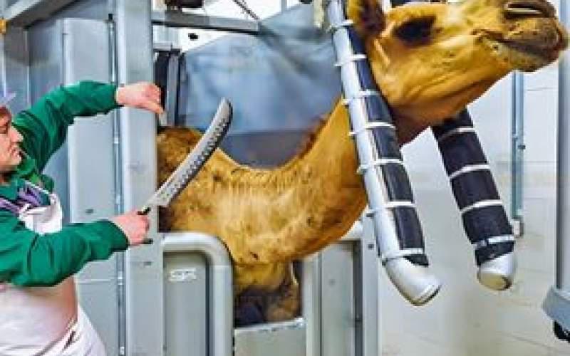 فرآیند فرآوری گوشت و پوست شتر، گاو و بز در مغولستان