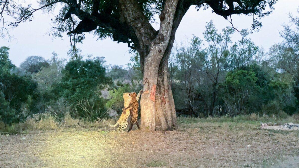 (ویدئو) تلاش پلنگ برای انتقال لاشه کفتار به بالای درخت