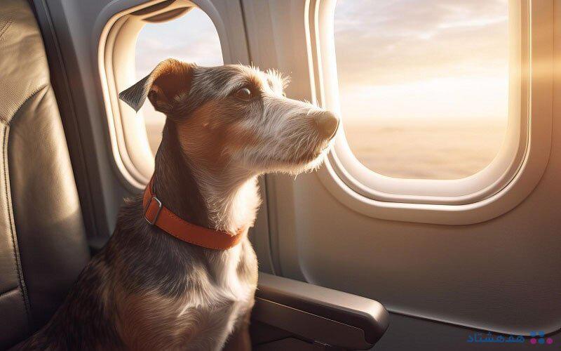 ببینید   حضور عجیب یک سگ بزرگ داخل هواپیما!